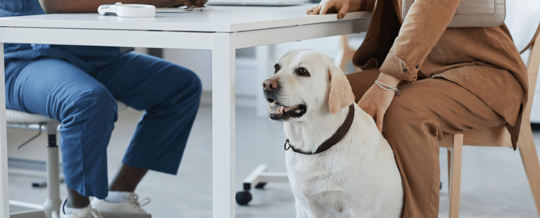 Mignon labrador blanc assis près de son propriétaire au travail