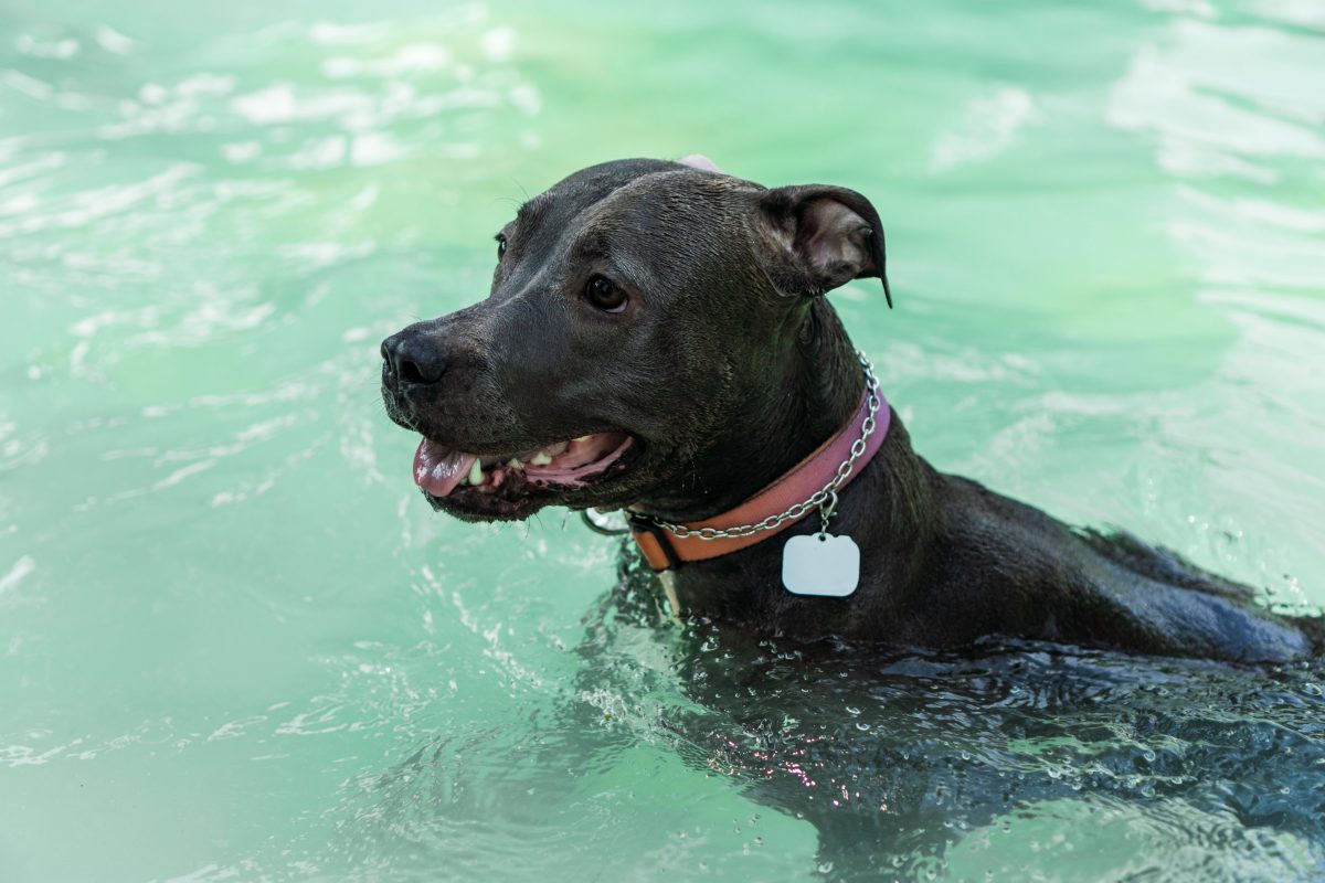 pitbull qui nage dans la piscine par une chaude journée ensoleillée