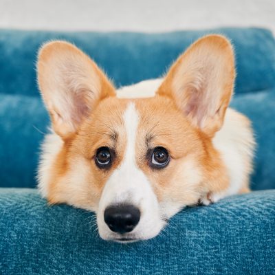 Le chien corgi est allongé sur un canapé bleu