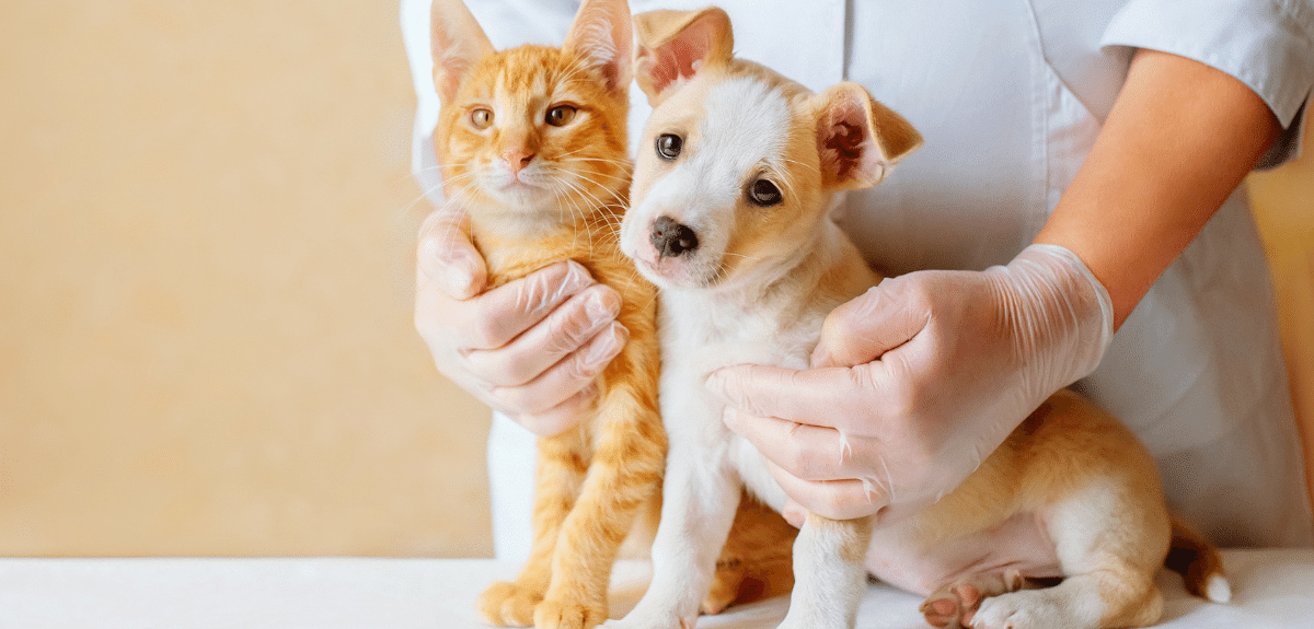 Vétérinaire examinant le chien et le chat