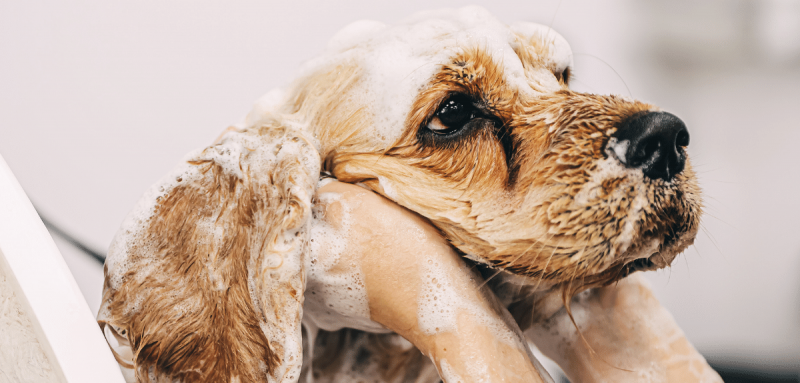 Le toiletteur lave le chien dans la salle de bain