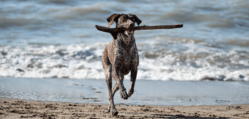 Chien brun à poil court avec des taches blanches courant le long de la plage et tenant un bâton de bois dans sa bouche