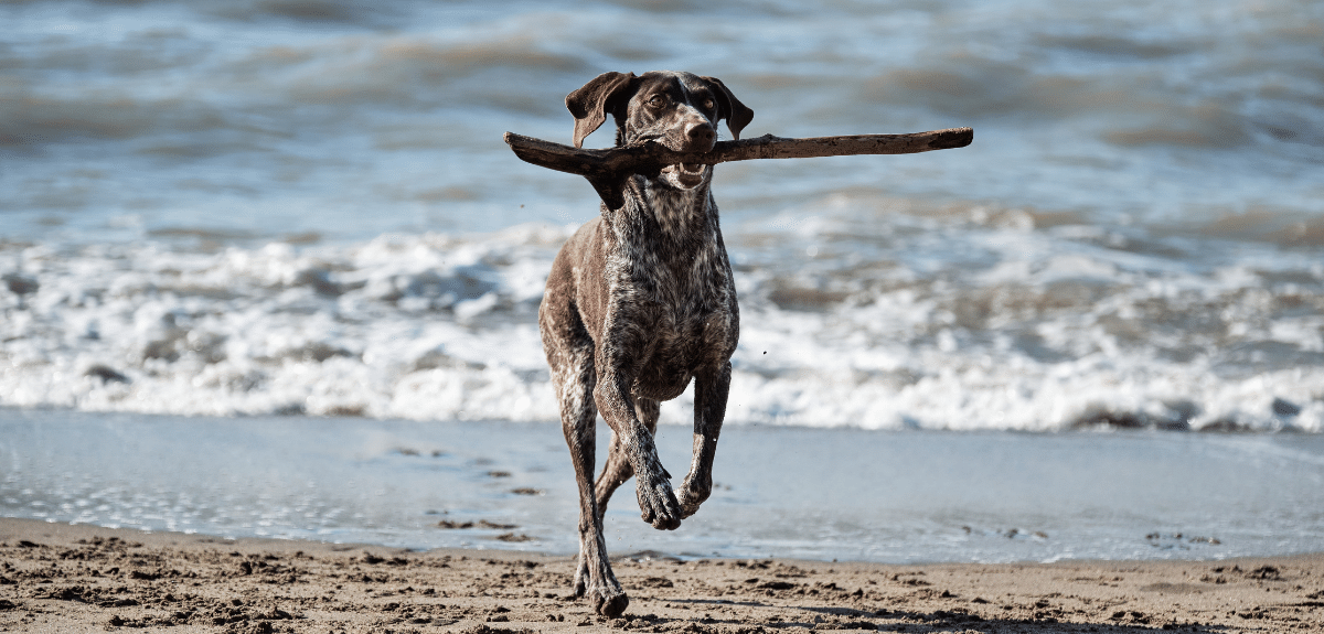 Chien brun à poil court avec des taches blanches courant le long de la plage et tenant un bâton de bois dans sa bouche