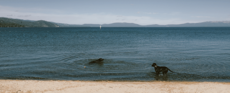 Deux chiens se baignant dans l'eau d'un lac avec plage de sable