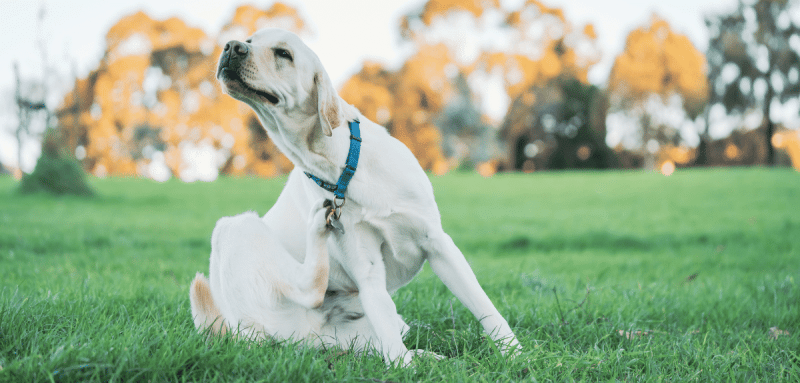 Chien labrador blanc assis dans l'herbe qui se gratte