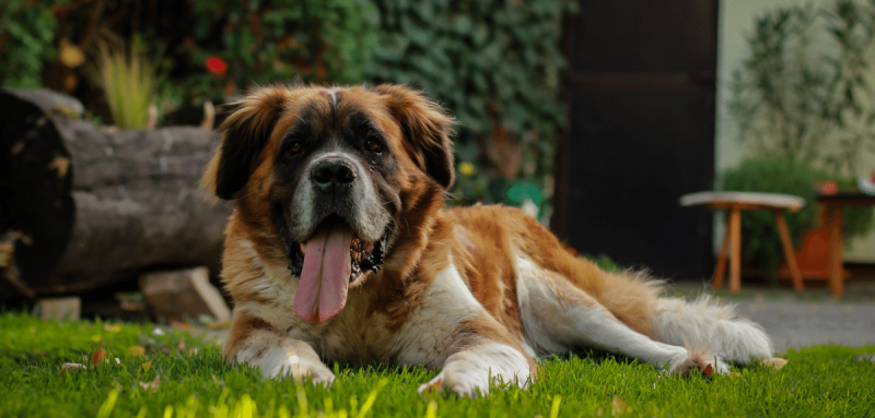 Chien adulte saint-bernard étendu dans l'herbe à l'ombre