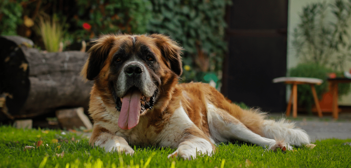 Chien adulte saint-bernard étendu dans l'herbe à l'ombre