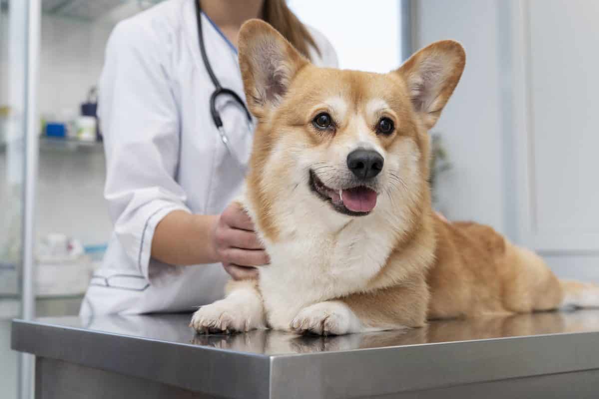 Vétérinaire prenant soin d'un chien de compagnie