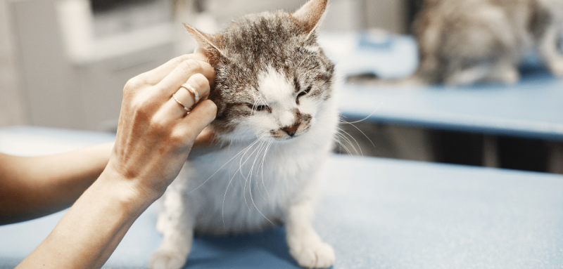 mites d'oreille chez le chat