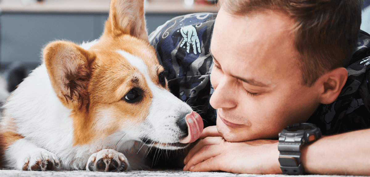 chien corgi étendu sur le sol qui lèche le visage de son maître