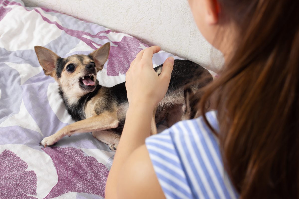 petit chien couché sur le lit qui montre les dents signe de rage