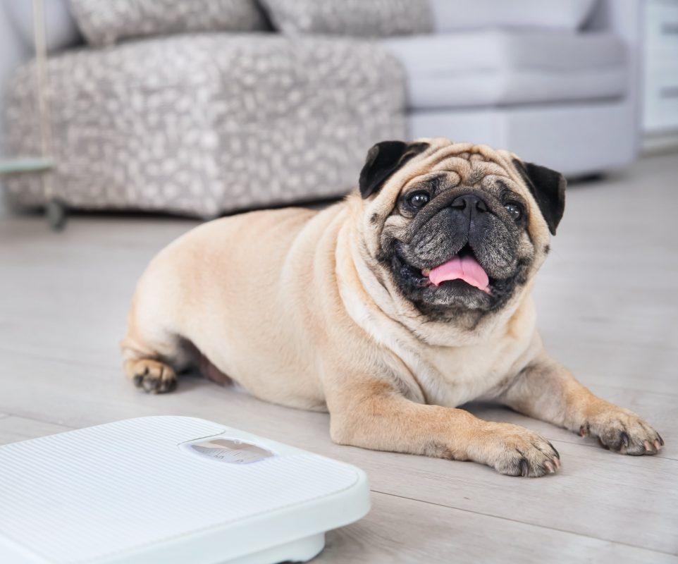 pug en surpoids couché au sol près d'une balance