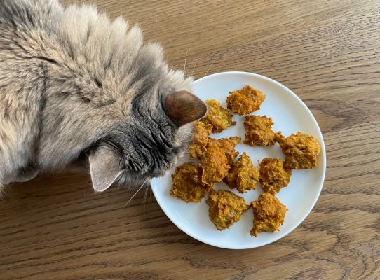 Chat qui mange une collation à la citrouille