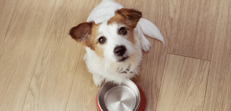 chien assis devant son bol de nourriture vide