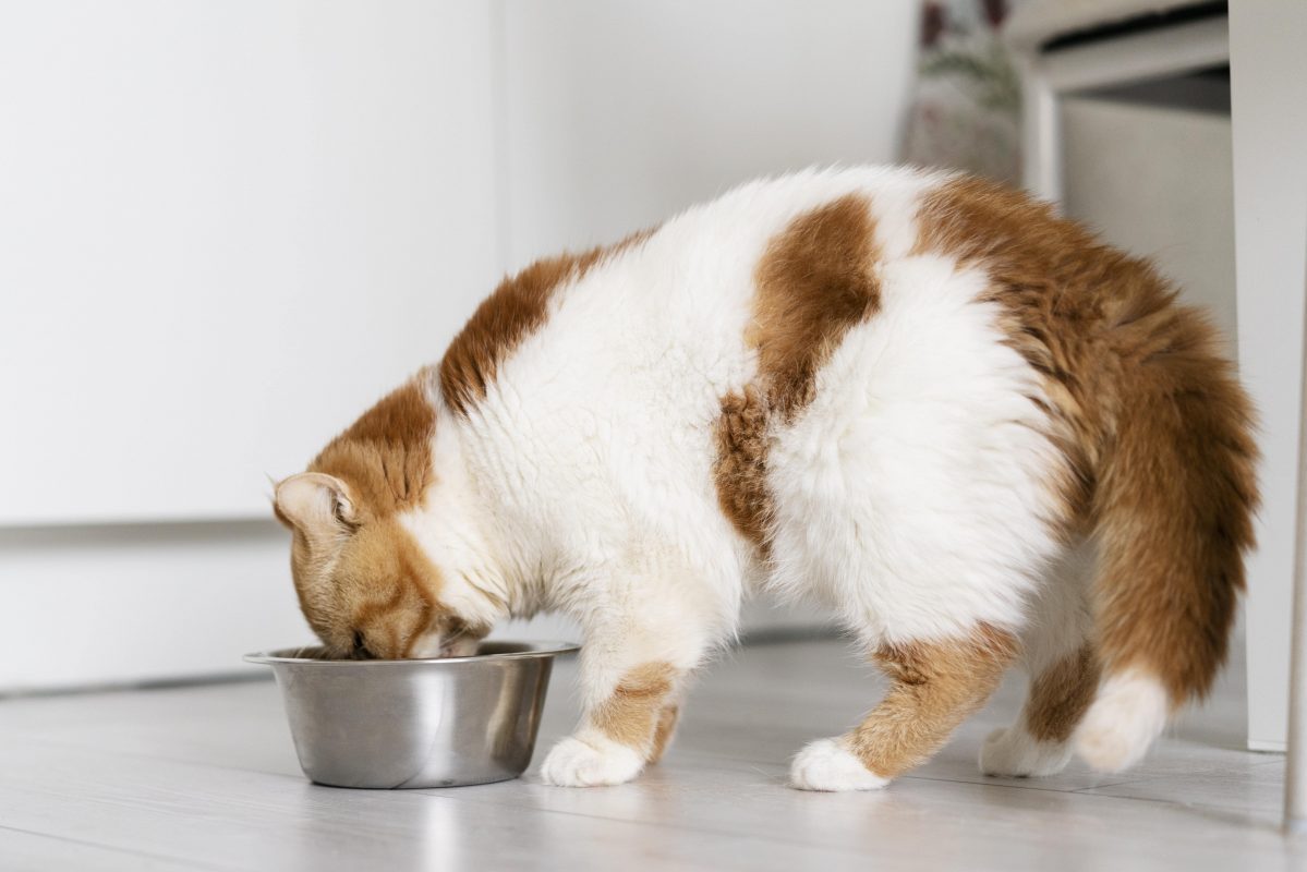 chat blanc et caramel qui mange dans son bol de nourriture