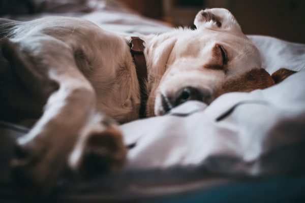 Chien couché dans le lit malade