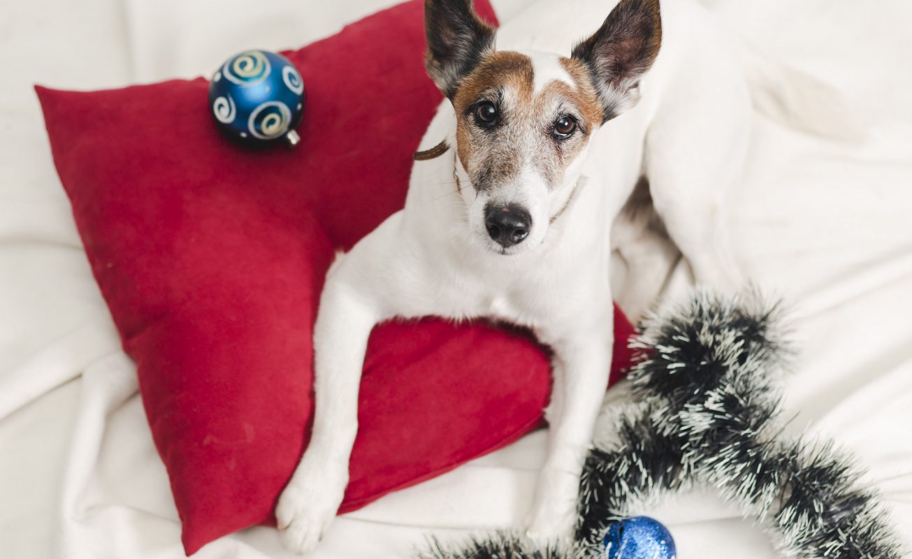 jack russel avec décoration de noël