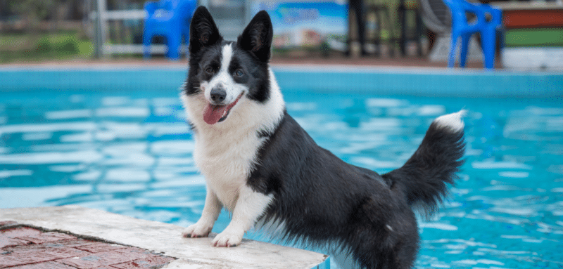 chien piscine