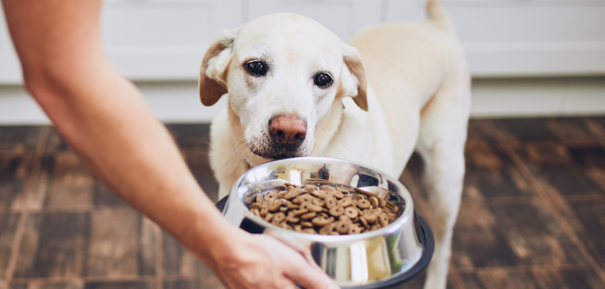 alimentation chien