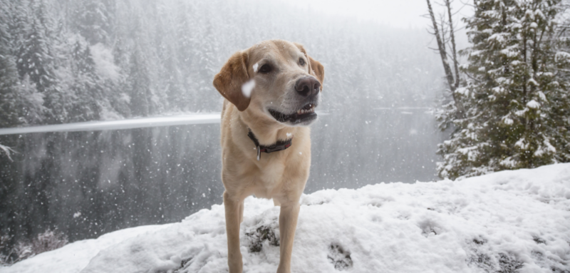 chien hiver toux